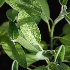 Sage Broadfleaf