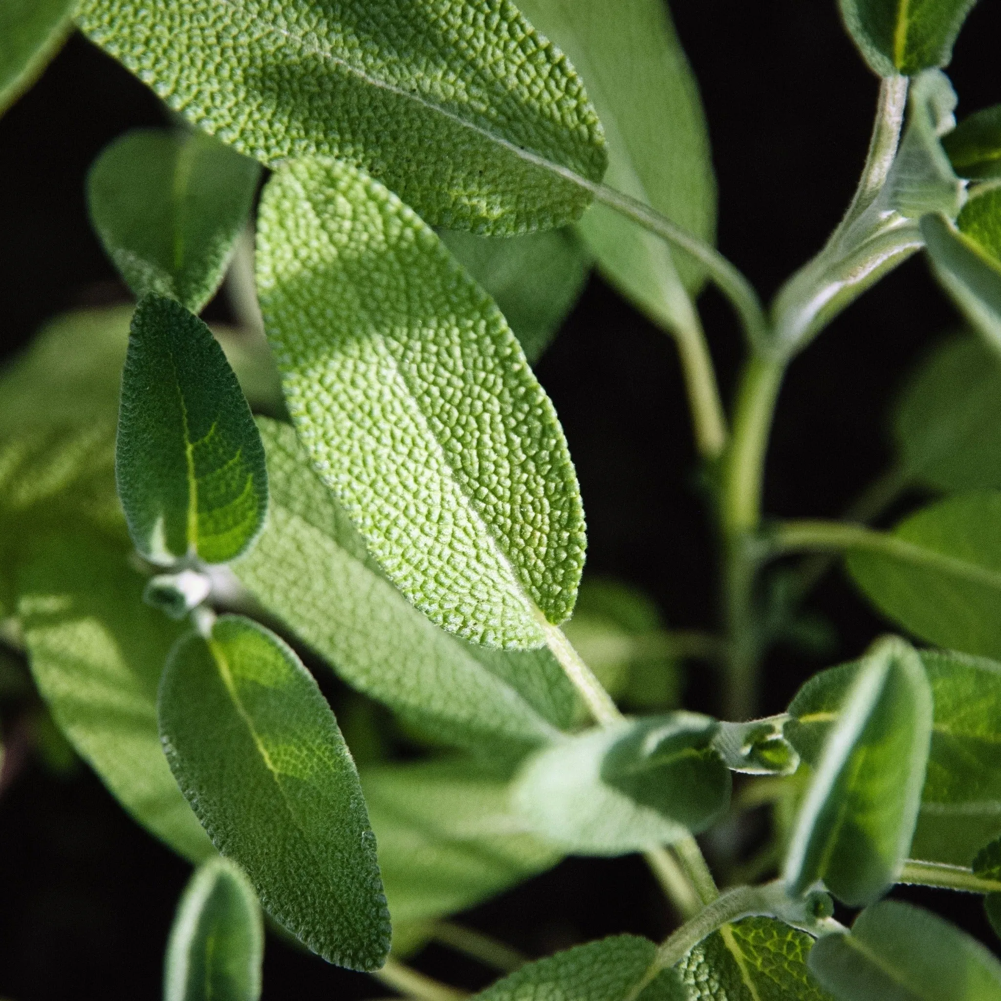 Sage Broadfleaf