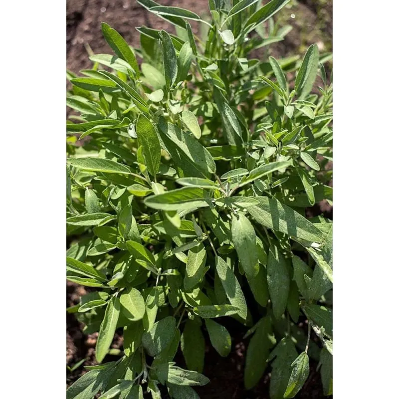 Sage