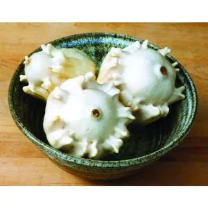 Shenot Crown of Thorns Gourd (125 Days)