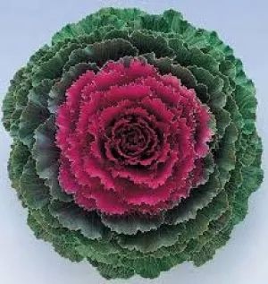 Songbird Red Kale - Ornamental Flowering Kale - 10 Seeds