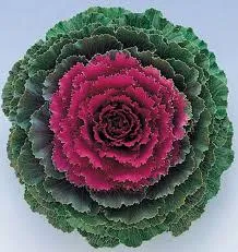Songbird Red Kale - Ornamental Flowering Kale - 10 Seeds